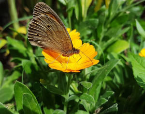Vlinder, diervriendelijke tuin 