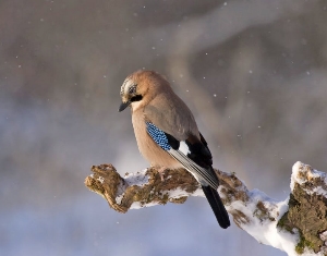 Vogels voeren - Winteronderhoud